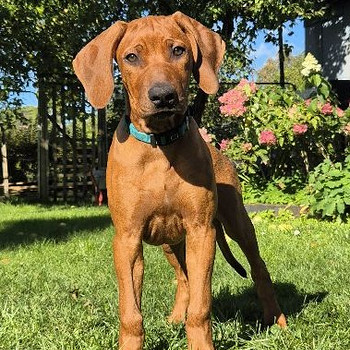 Rhodesian Ridgeback
