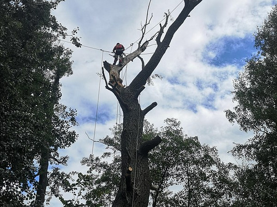 Puude langetamine ja pügamine. Arboristid. Tallinn ja Harjumaa