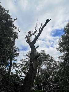 Puude langetamine ja pügamine. Arboristid. Tallinn ja Harjumaa (1 foto / 4)