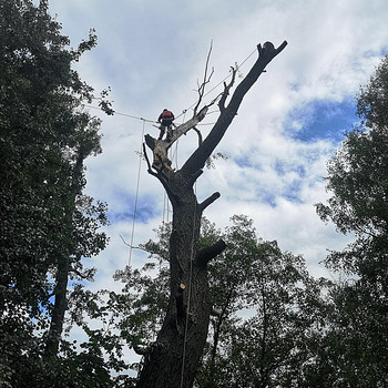 Puude langetamine ja pügamine. Arboristid. Tallinn ja Harjumaa