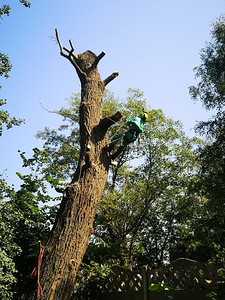 Puude langetamine ja pügamine. Arboristid. Tallinn ja Harjumaa (2 foto / 4)