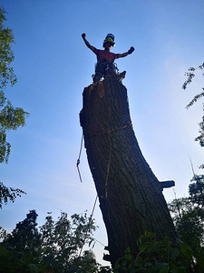 Puude langetamine ja pügamine. Arboristid. Tallinn ja Harjumaa (3 foto / 4)