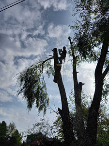 Puude langetamine ja pügamine. Arboristid. Tallinn ja Harjumaa (4 foto / 4)