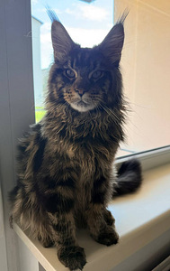 Maine Coon (1 foto / 6)