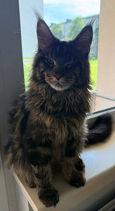 Maine Coon (2 foto / 6)