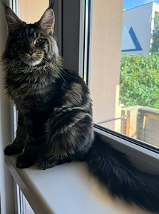 Maine Coon (3 foto / 6)