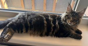 Maine Coon (4 foto / 6)