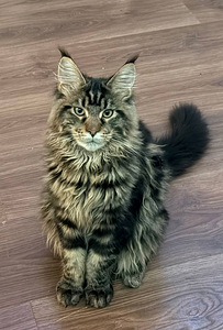 Maine Coon (6 foto / 6)