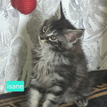 Maine Coon