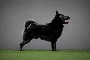 Щенки Schipperke (7 фото из 8)