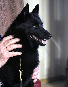 Щенки Schipperke (8 фото из 8)