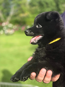 Щенки Schipperke (3 фото из 8)