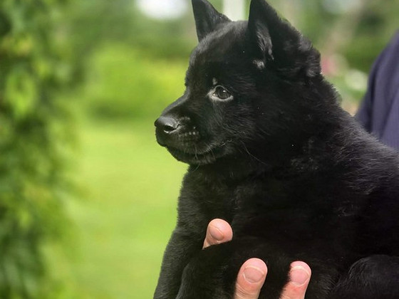 Щенки Schipperke