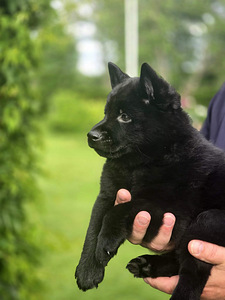 Щенки Schipperke (1 фото из 8)
