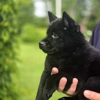 Schipperke kutsikad