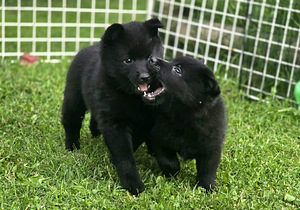 Щенки Schipperke (4 фото из 8)