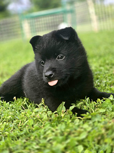 Щенки Schipperke (5 фото из 8)