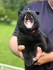 Щенки Schipperke (2 фото из 8)