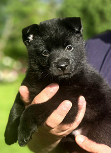 Щенки Schipperke (6 фото из 8)