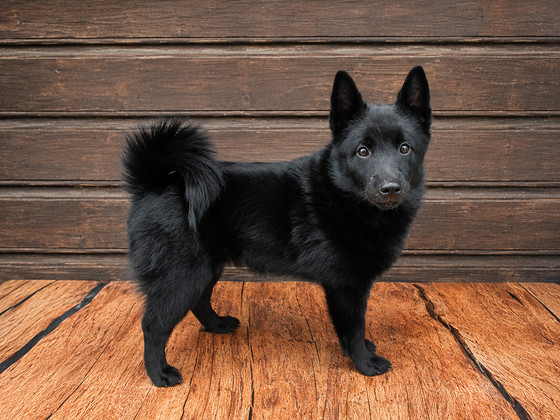 Schipperke kutsikas
