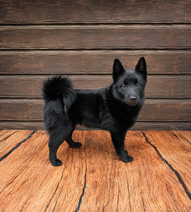 Schipperke kutsikas (1 foto / 6)