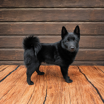 Schipperke kutsikas