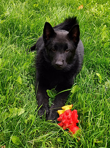 Schipperke kutsikas (2 foto / 6)