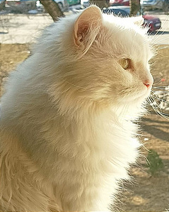Pärsia kassipojad (5 foto / 5)