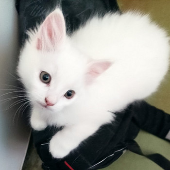 Персидские котята