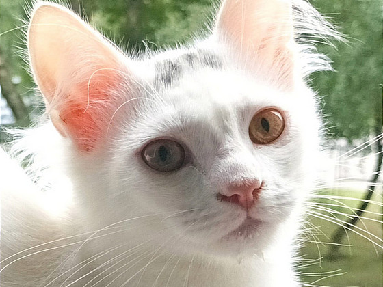 Персидские котята