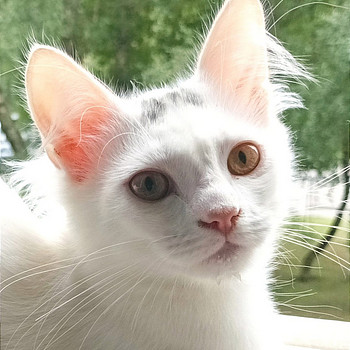 Персидские котята