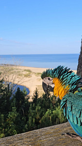 Sinikollane aara (Ara ararauna) (3 foto / 10)