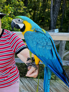 Sinikollane aara (Ara ararauna) (4 foto / 10)