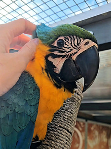 Sinikollane aara (Ara ararauna) (5 foto / 10)