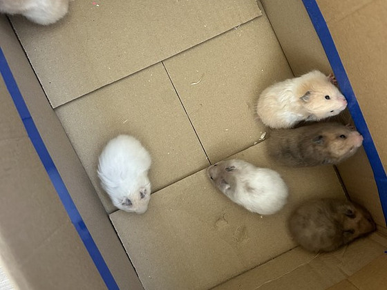 Продам сирийских хомячков