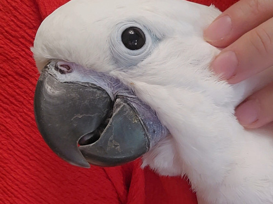 Valge kakaduu (Cacatua alba)