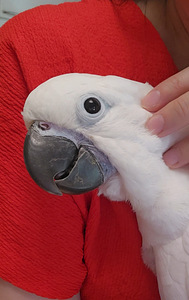 Valge kakaduu (Cacatua alba) (1 foto / 6)