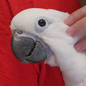 Valge kakaduu (Cacatua alba)
