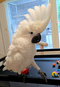 Valge kakaduu (Cacatua alba) (2 foto / 6)