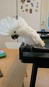 Valge kakaduu (Cacatua alba) (3 foto / 6)