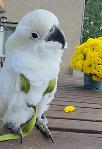 Valge kakaduu (Cacatua alba) (4 foto / 6)
