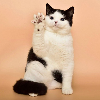 British cat