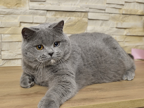British cat