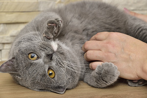 British cat (2 valokuva sivusta 3)