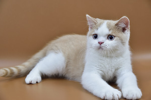 British kittens (3 valokuva sivusta 4)