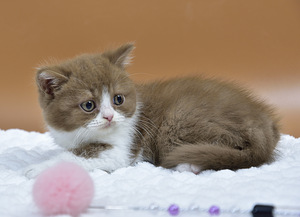 British kittens (1 valokuva sivusta 4)