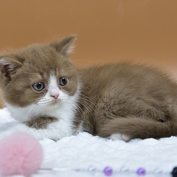British kittens