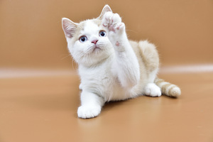 British kittens (4 valokuva sivusta 4)