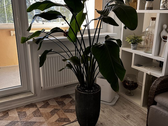 Nicolai streliitsia (Strelitzia nicolai)