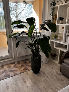 Nicolai streliitsia (Strelitzia nicolai) (1 foto / 1)
